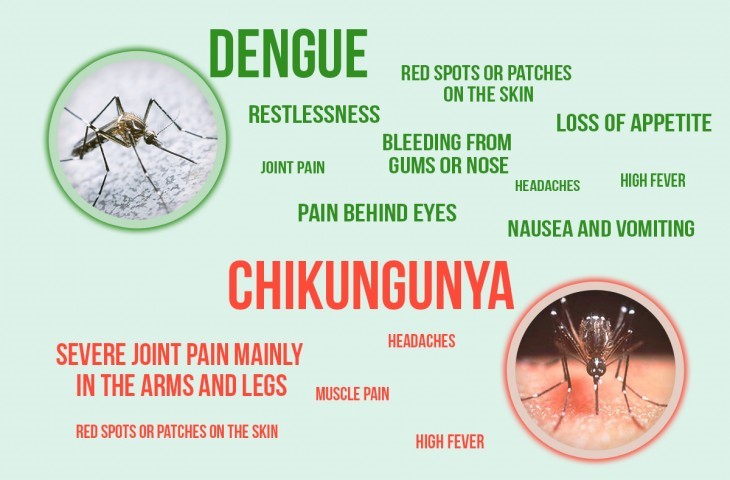 difference-zika-dengue-chickungunya